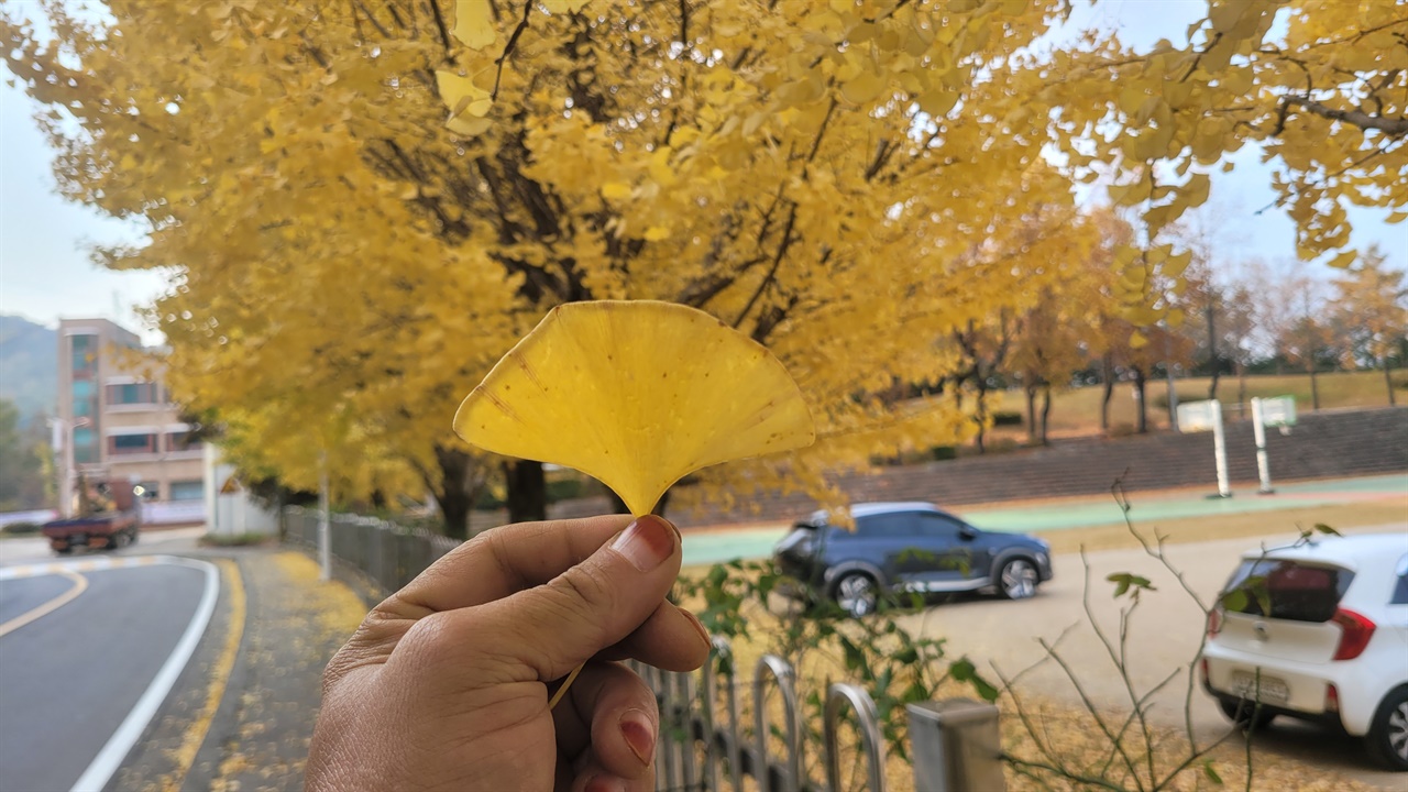 주말에 찾은 혜전대 은행나무길은, 바람이 불면서 떨어진 은행잎으로 바닥은 온통 노란색이다.