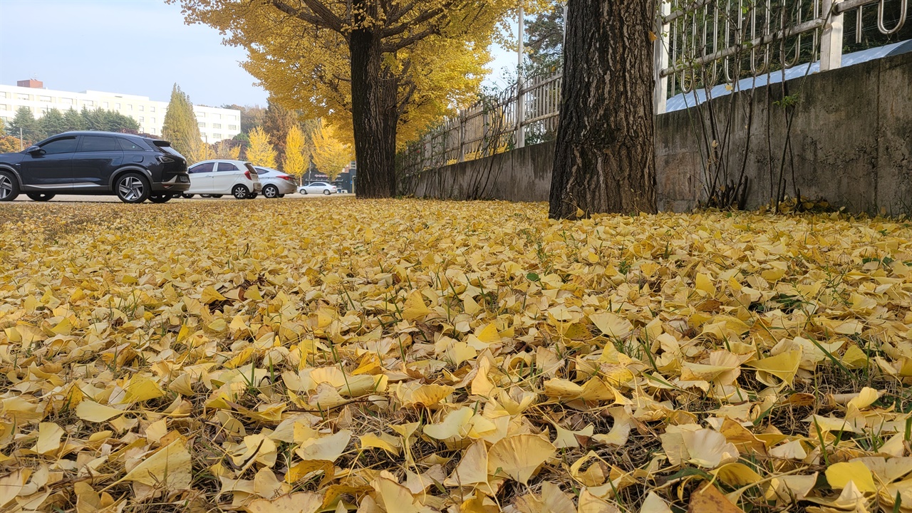 주말에 찾은 혜전대 은행나무길은, 바람이 불면서 떨어진 은행잎으로 바닥은 온통 노란색이다.
