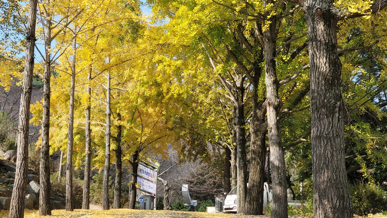 결성초등학교 은행나무길은 소개가 필요 없는, 지역 내에서는 유명한 명소다. 결성초 입구부터 정문까지 어어지는 100여 미터 길에는 아름드리 은행나무가 이어져 있어, 사계절 다른 모습을 보여주고 있다.