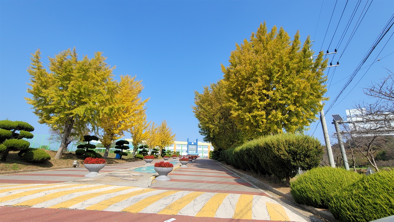 결성 홍성공업고등학교 입구 은행나무도 서서히 노란색으로 물들어가고 있다.