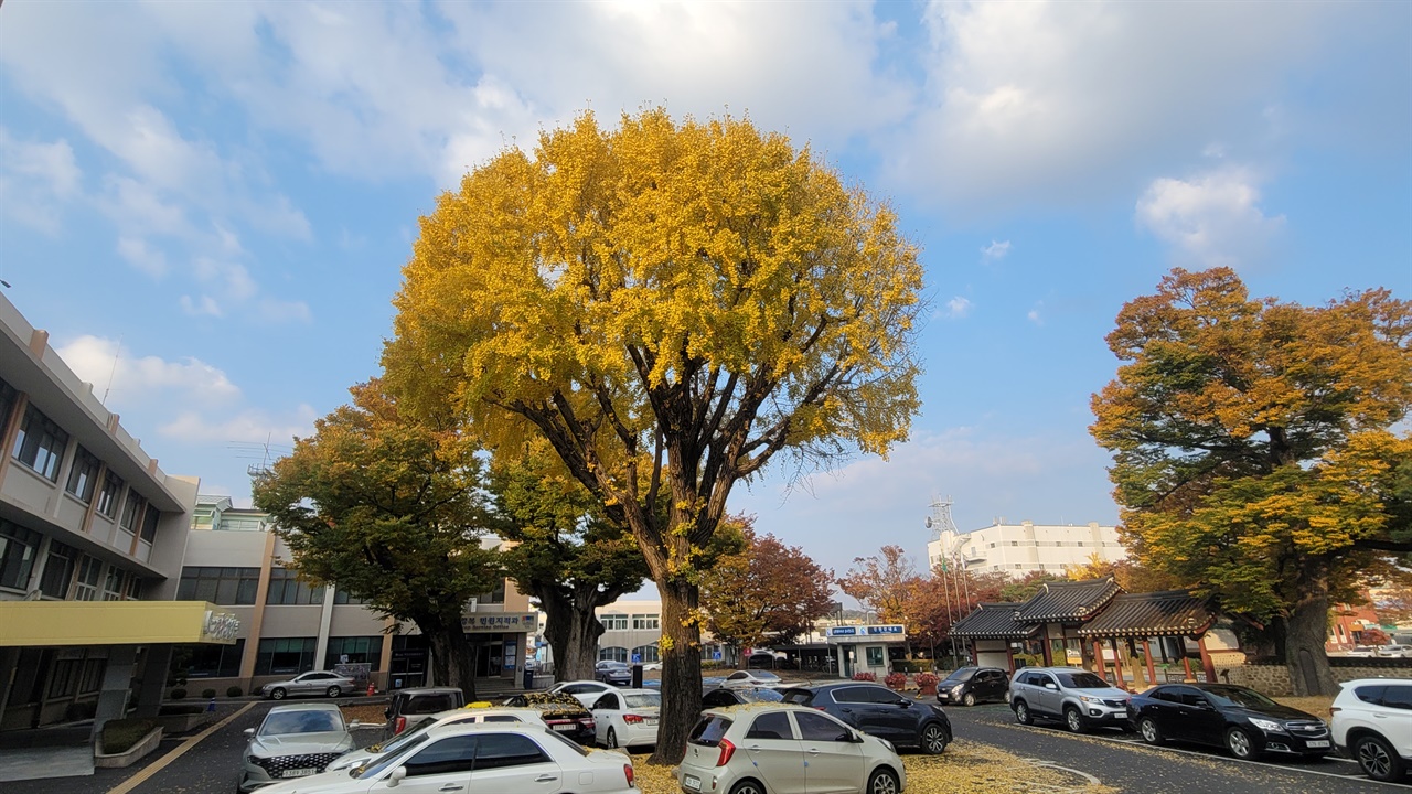 홍성군 청사 내 있는 은행나무도 노란색으로 물들어갔다. 바람이 불 때마다 낙엽이 지고 있다. 이곳 은행나무 둘레는 악 1미터다.
