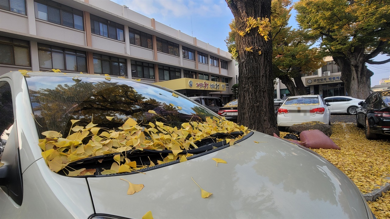 홍성군 청사 내 있는 은행나무도 노란색으로 물들어갔다. 그러면서, 바람이 불 때마다 낙엽이 지면서 주차된 차에 내려 앉았다. 이 곳 은행나무 둘레는 악 1미터다.