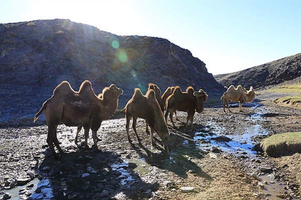 '모기'씨 막내동생이 키우는 낙타들이 계곡에서 물을 마시고 있다