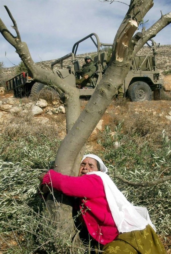 올리브 나무를 지키려는 팔레스타인 사람 