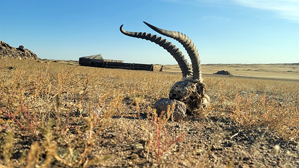 몽골 초원에는 동물사체나 동물이 죽은 흔적들이 널려있다. 염소가 커다란 뿔을 남기고 간 뒷편에 가축우리가 보인다.