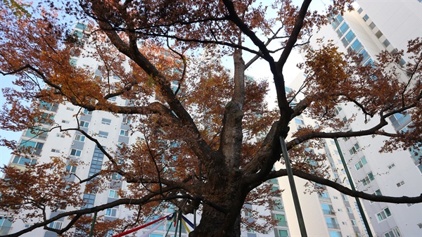강남구 도곡동 경남아파트 단지 안에 있다. 수령 750년의 보호수로 서울에서 가장 오래된 느티나무다.