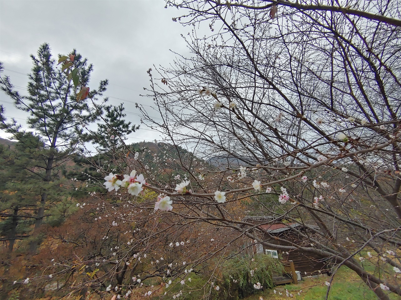 12일 전남 순천 청소골계곡에 핀 벚꽃