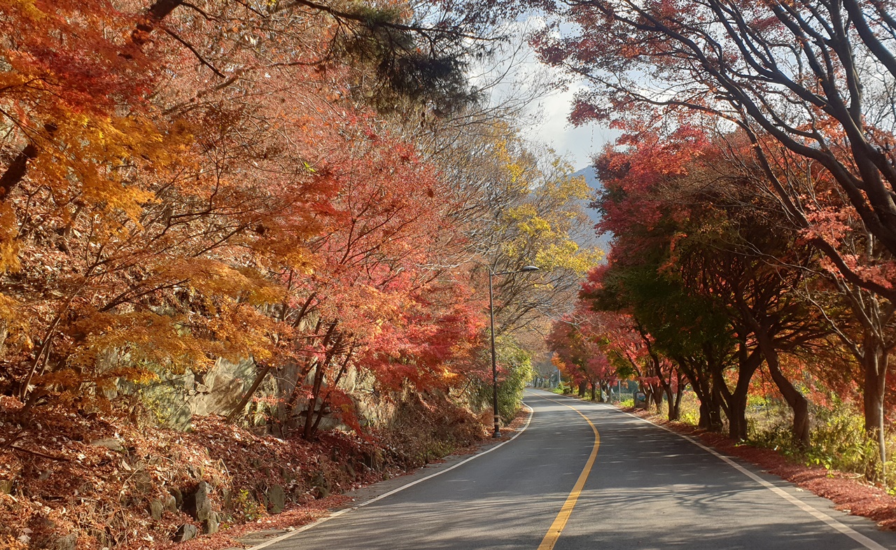무등산 충민사로 가는 길. 산간 도로변에는 아직도 가을풍경이 머물고 있다. 지난 11월 16일이다.