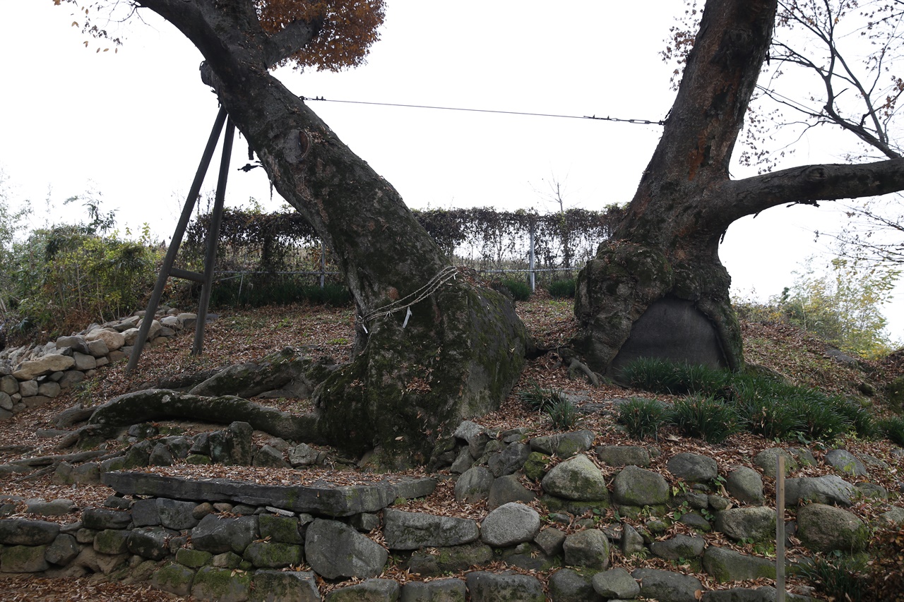 충효마을의 당산나무. 주민들이 정월대보름날 전야에 당산제를 지내는, 수령 200년 된 느티나무다.