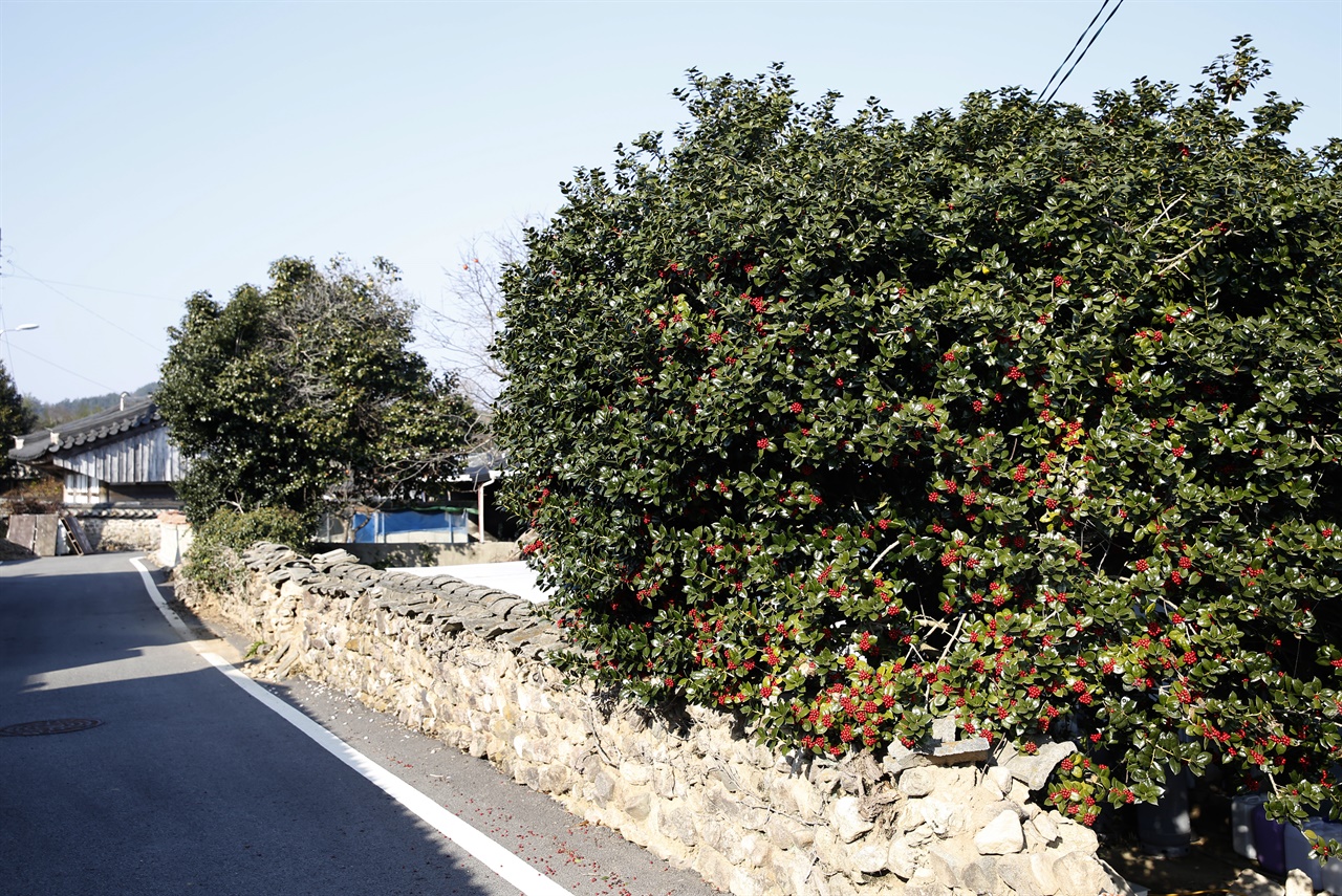 영신마을 골목. 완도호랑가시나무가 빨간 열매를 매달고 있다.