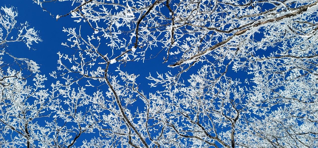 낮과 밤의 기온차이 때문에 생기는 서리꽃. 파란 하늘과 하얀 상고대가 멋진 풍경을 만들어준다.