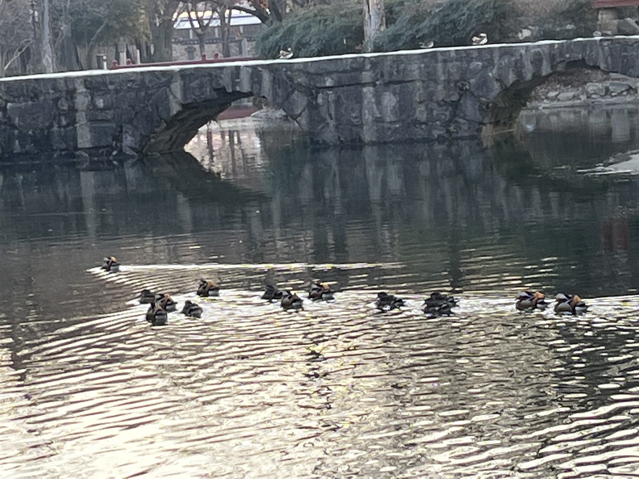 광한루원 원앙새. 광한루원 겨울 연못에 아침 햇살을 받으며 원앙새들이 한가롭다.