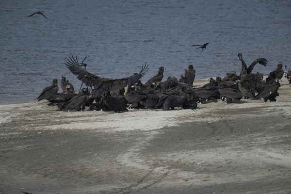 독수리식당에 천연기념물 독수리가 먹이를 먹기 위해 내려앉고 있다. 합천보 직상류 1킬러미터 상류 모래톱이다.