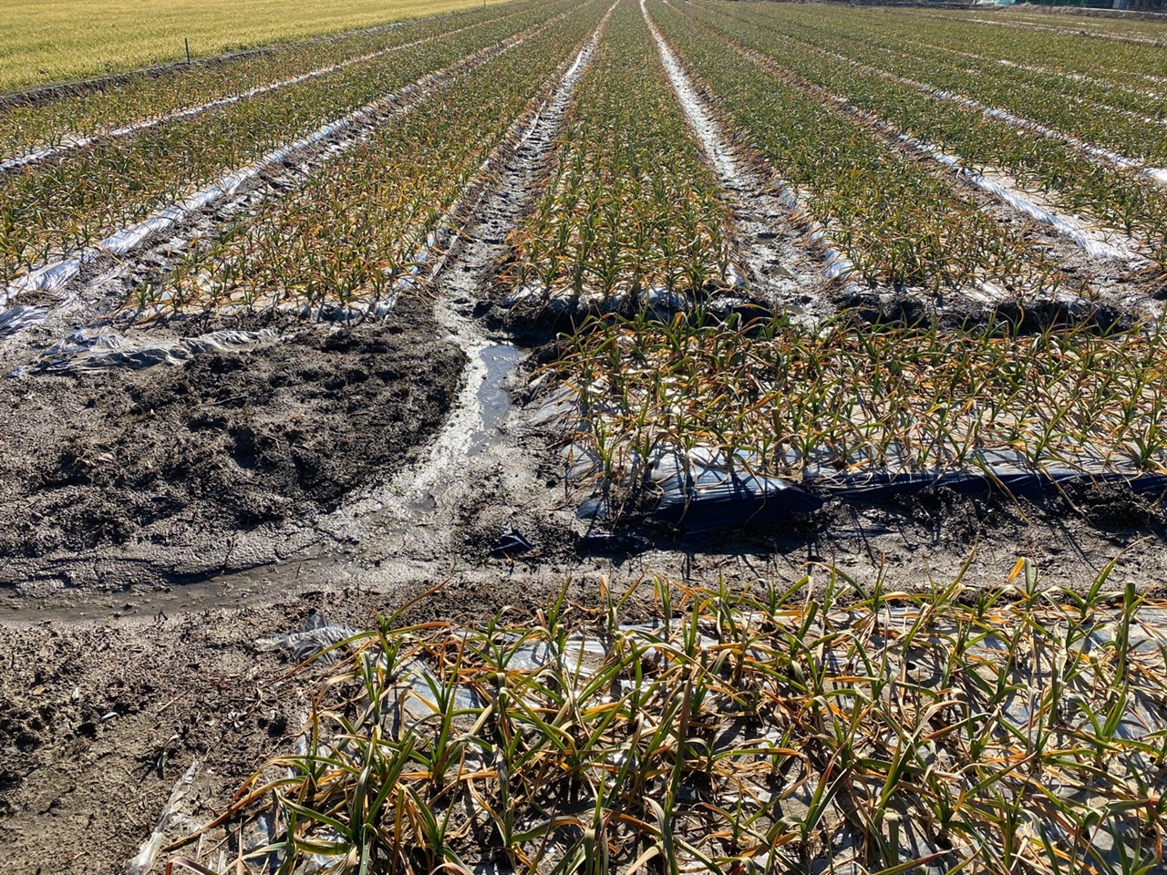 지난 주말 종일 내린 비로 상당량 가뭄이 해갈된 마늘밭. 땅은 축축하고 고랑에 아직도 물이 흥건하다.
