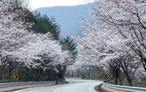 고갯길에 펼쳐진 벚꽃 터널, 환상적인 드라이브 코스