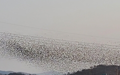 [사진] 수천 마리 철새 '장관'