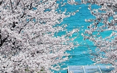 벚꽃과 바다 한 눈에... 거제 최초 '벚꽃축제' 열린다