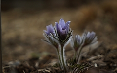 [사진] 평년보다 빨리 찾아온 봄꽃에 너도나도 행복