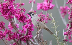 [사진] 창원 주남저수지, 산새들의 꽃마중