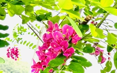 [사진] '행운' 꽃말 가진 이 꽃, 여기 가면 볼 수 있어요