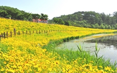 [사진] 악양생태공원에 만개한 금계국과 꽃양귀비