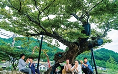 50년 전 화재 이겨낸 517살 느티나무, 큰 '화재 흉터' 덕에 유명세 