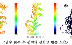 수목의 물 사용양 줄일 '담수 미생물' 개발