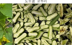 도두콩 꼬투리, '항알레르기 효능' 과학적으로 밝혔다