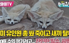 '악어 소동' 왕도마뱀, 여기 있습니다 