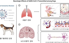 한국뇌연구원 "코로나 감염 개의 뇌혈관 장벽 이상증상 발견"