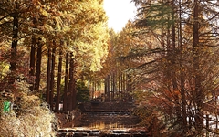[사진] 가을의 정취가 물씬, '장태산 자연휴양림'