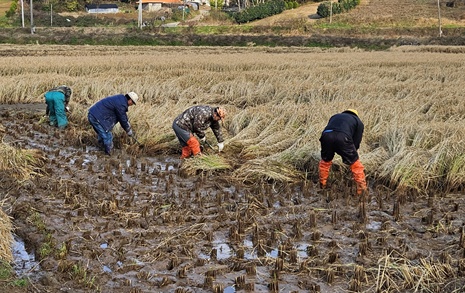 태안 안면읍 주민들이 낫으로 벼를 수확한 사연