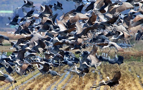 [사진] 서산 천수만 찾은 흑두루미, 철새들의 겨울나기