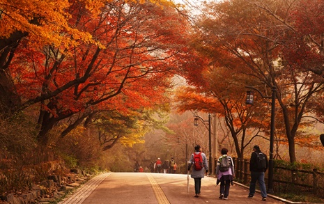 [사진] 남산 둘레길 단풍은 지금이 절정이다