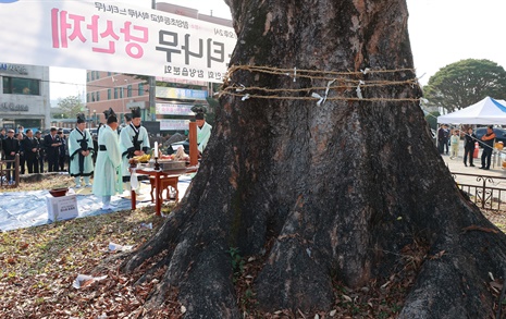 [함양] 수령 500년 넘는 느티나무에 '당산제' 지내