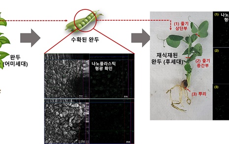 완두가 흡수한 '미세플라스틱', 열매 통해 다음 세대로 전달