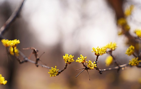 [사진] 개나리꽃, 냉이꽃... 여기엔 벌써 봄이 왔다