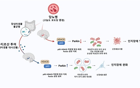 당뇨병성 인지 장애, 장내미생물로 치료한다