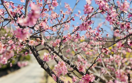 [사진] 봄이 왔나 '봄'… 산수유, 수선화 등 봄꽃 개화