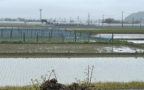 일본 미야자키현의 매력, 논을 철새들에 내어주다니