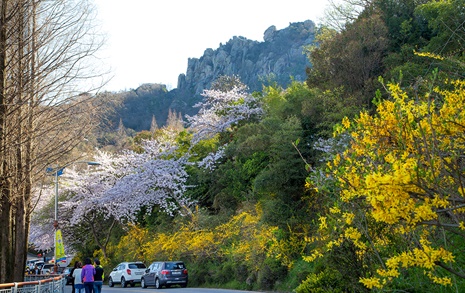 목포 유달산 봄축제 30~31일 개최