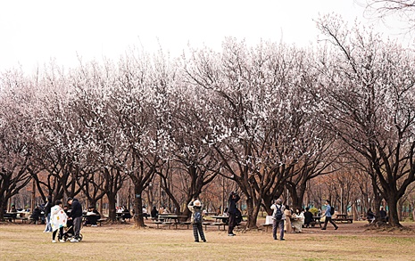 [사진] 서울 성수동 서울숲의 봄 꽃들