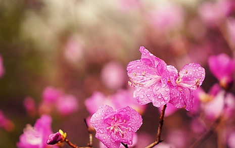 [사진] 비에 젖은 꽃도 이렇게 아름답습니다 