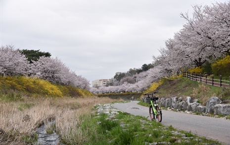 [사진]대전의 봄, 반석천, 유성천, 갑천으로 이어지는 천변 산책로에 봄기운 가득