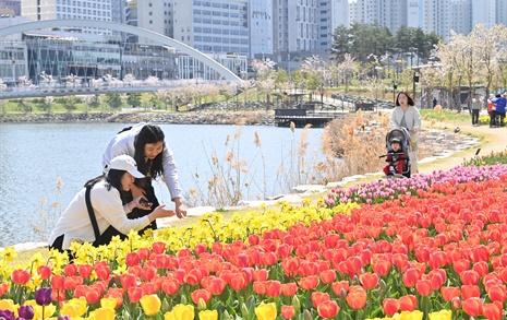 하남시, 공원과 길가에 계절꽃 9만 7000본 식재