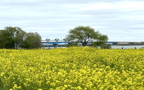 [사진] 벚꽃 다음엔 '이 꽃', 삽교천 주변 온통 노란색