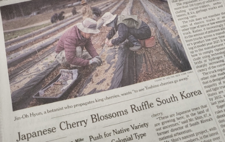 뉴욕타임스 벚꽃 프로젝트 기사가 반가웠던 이유