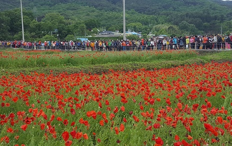 하동 북천 꽃양귀비 축제, 오는 10~19일