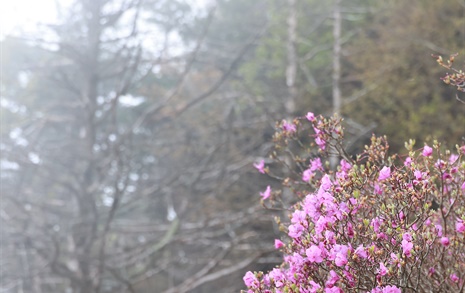오월 중순의 지리산, 짙은 녹색에 연분홍 향기