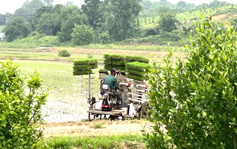 [사진] 홍성군, 모내기 한창… 농기계 안전운전 당부